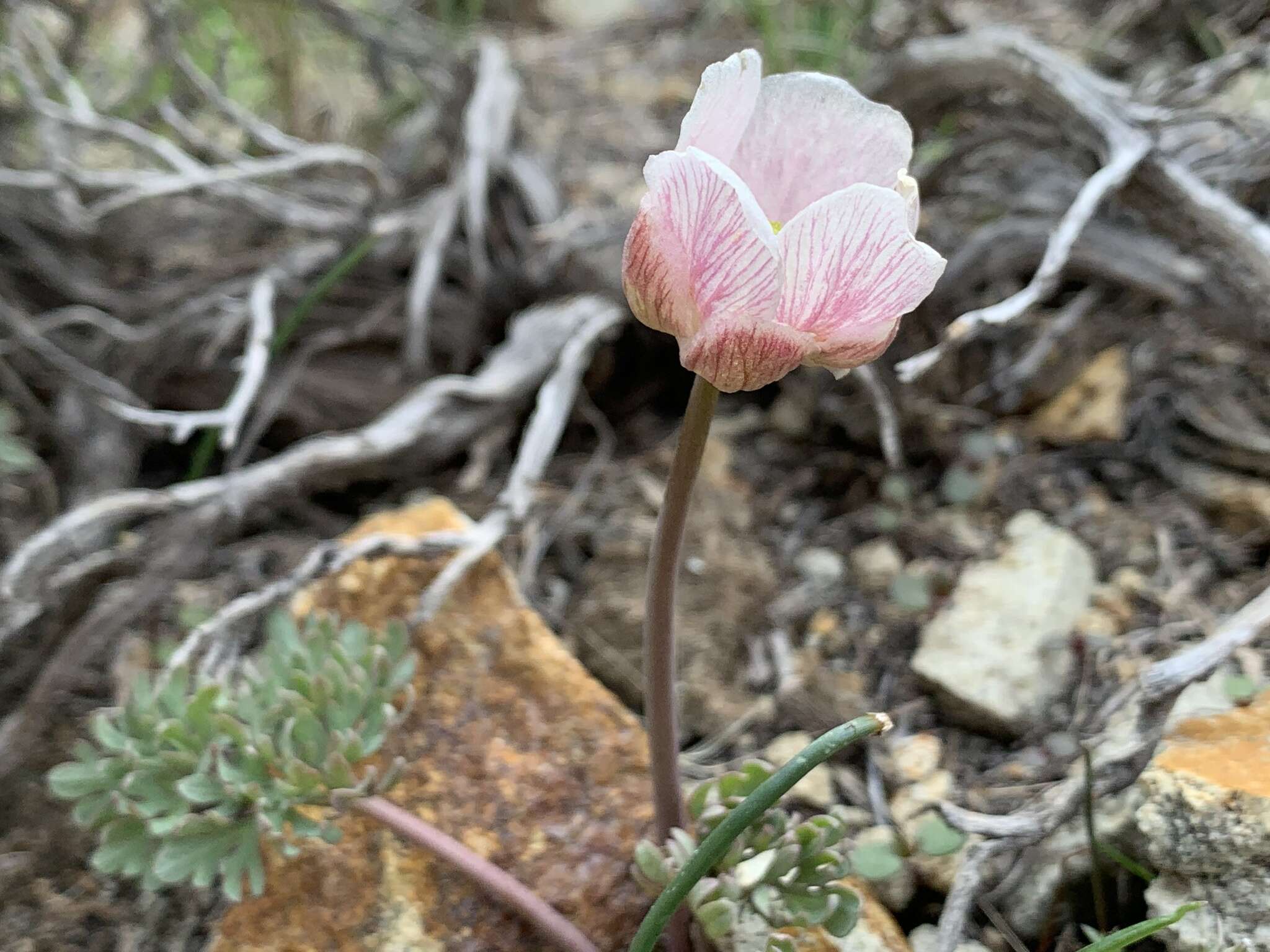 Слика од Ranunculus andersonii A. Gray