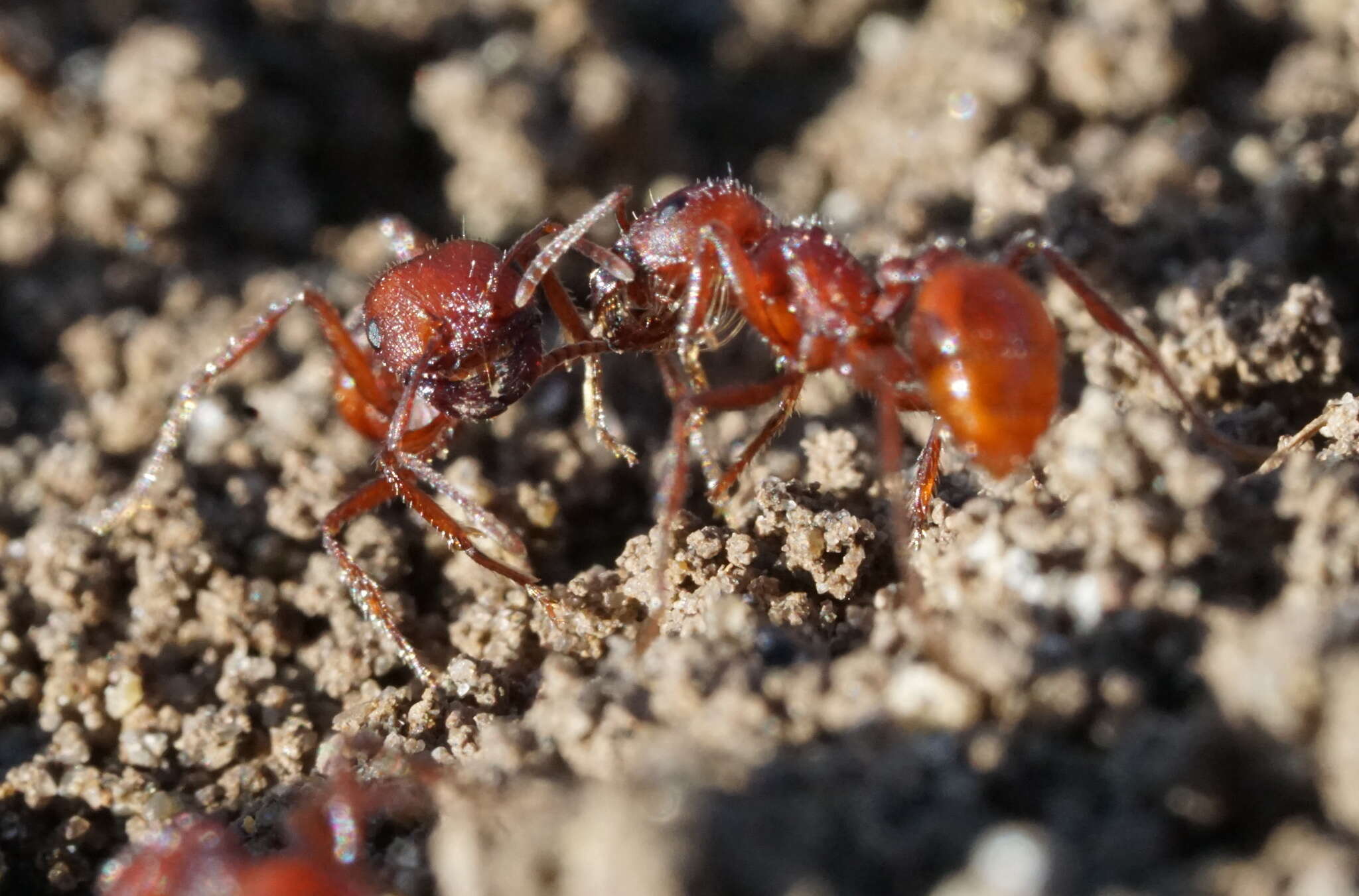 Слика од Pogonomyrmex subdentatus Mayr 1870