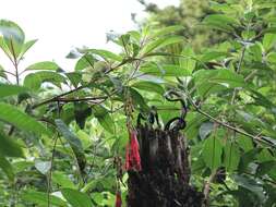 Image of Bolivian fuchsia