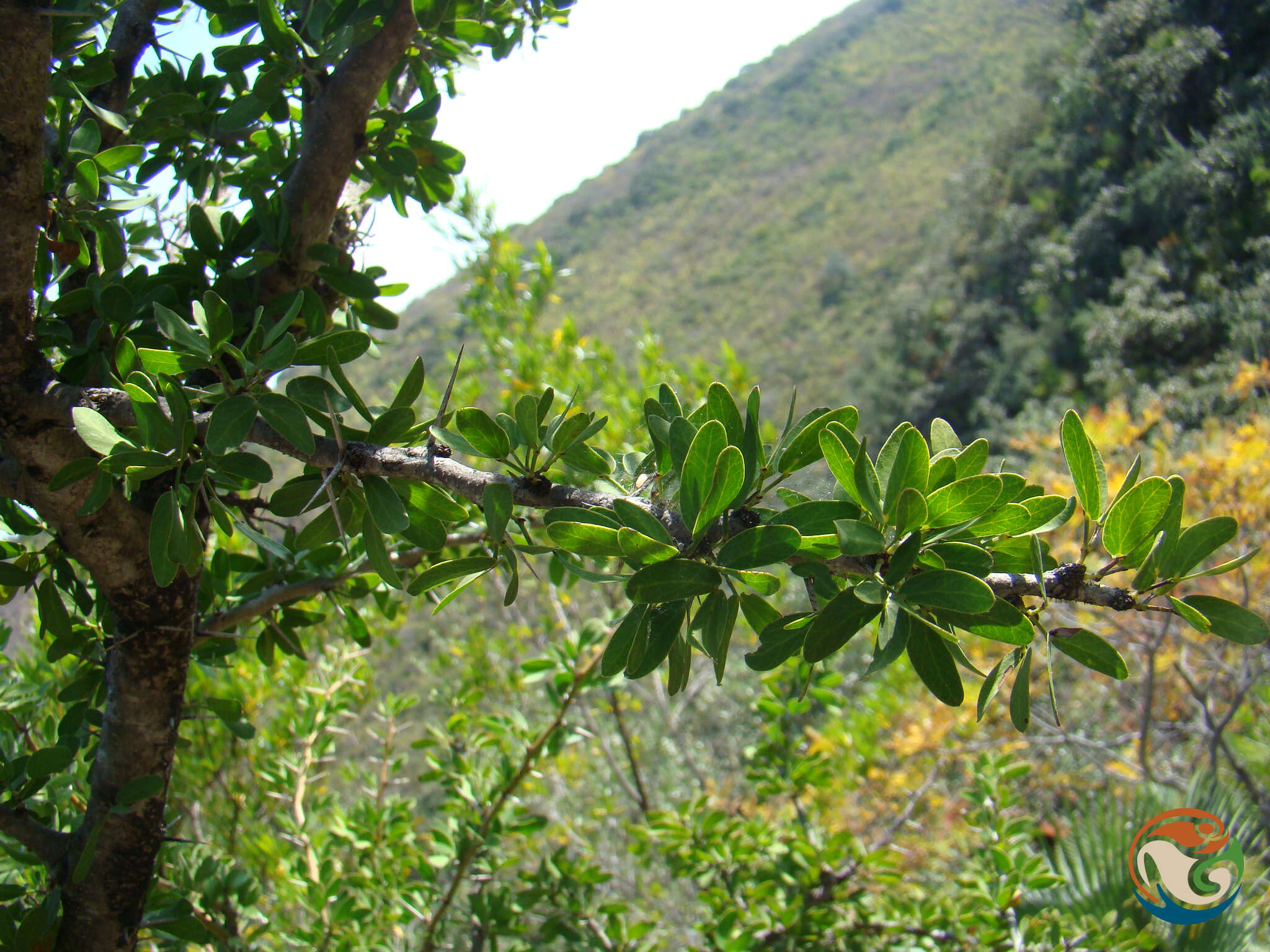 Image of Vachellia bilimekii (J. Macbr.) Seigler & Ebinger