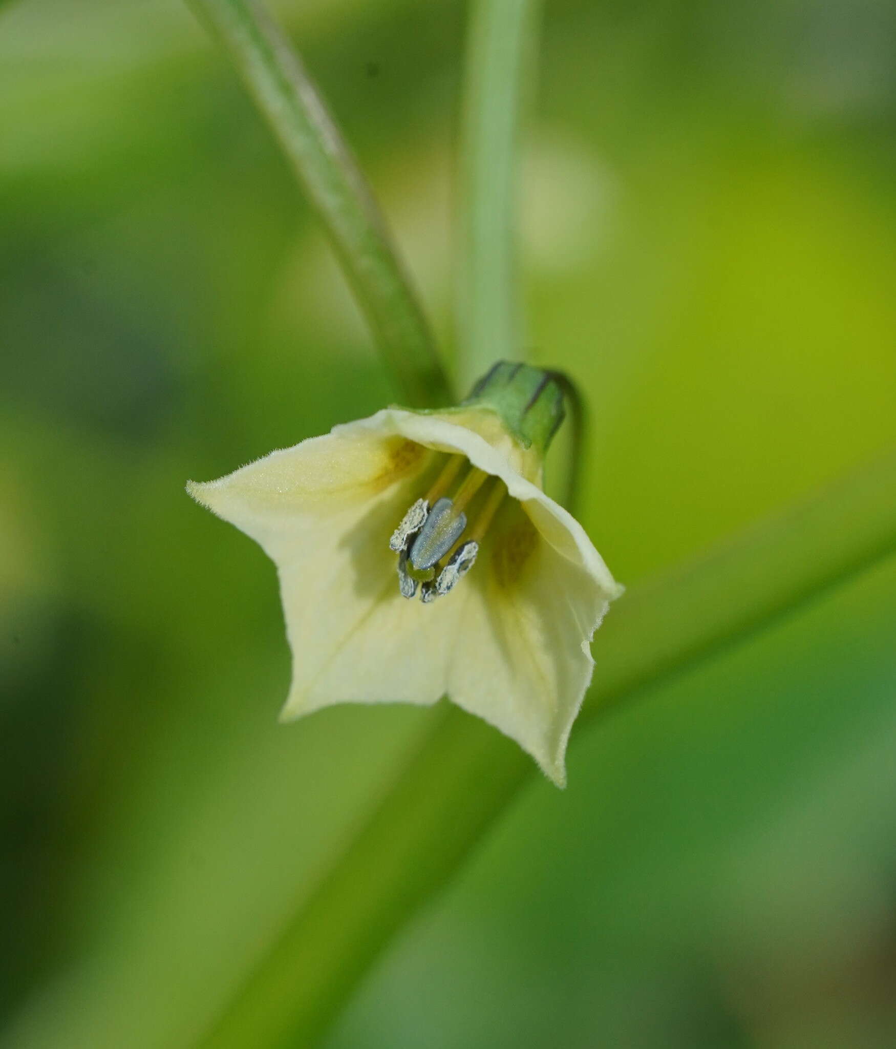 Image of Physalis angulata var. lanceifolia (Nees) Waterf.