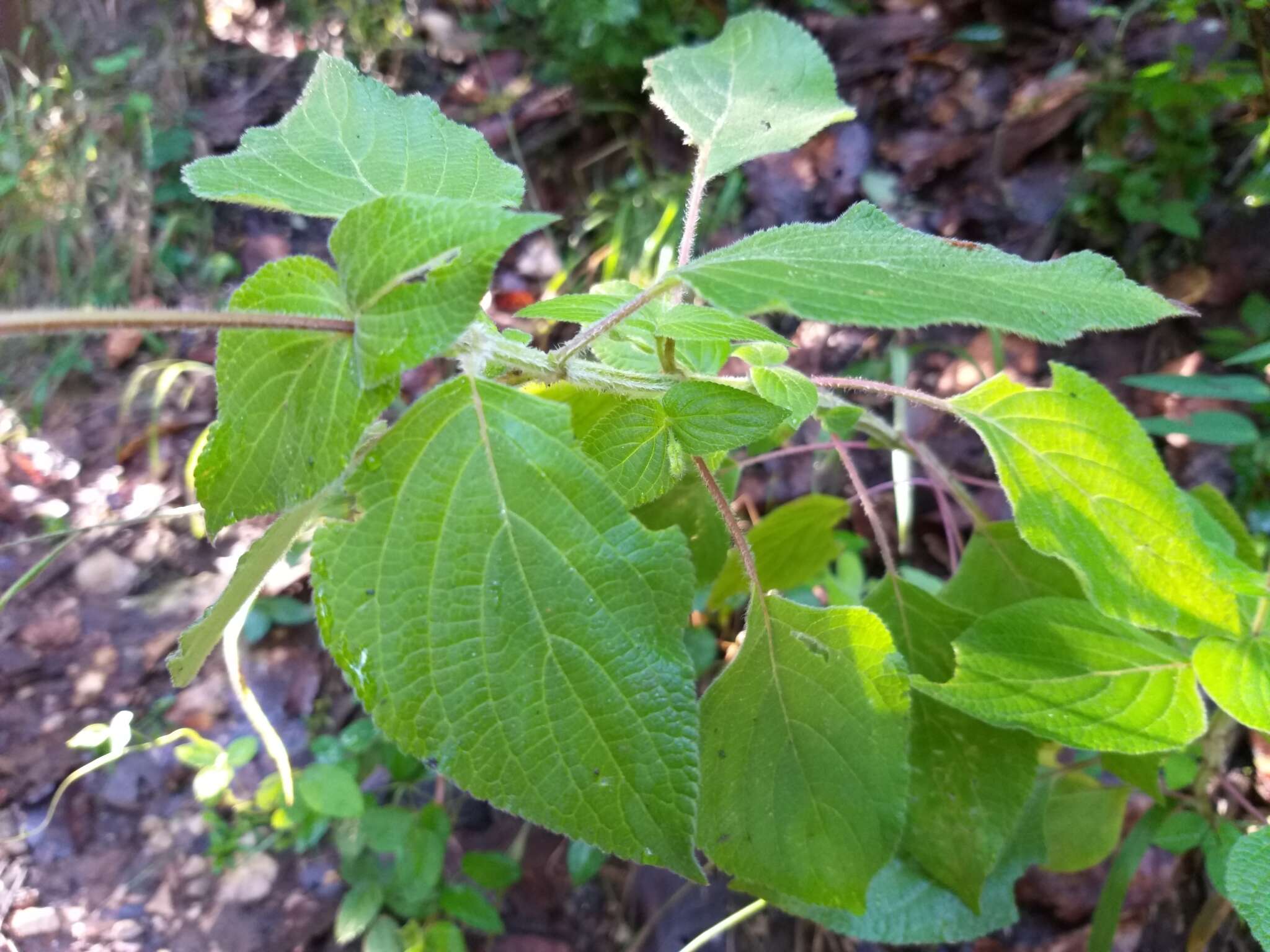 Sivun Salvia tubifera Cav. kuva