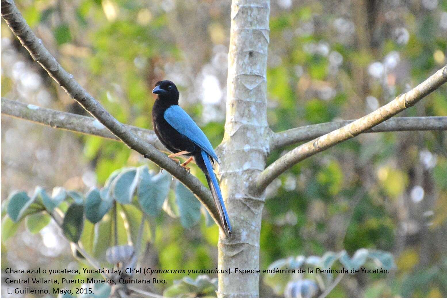 Imagem de Cyanocorax yucatanicus (Dubois & Ajc 1875)