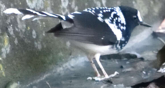 Image of Spotted Forktail