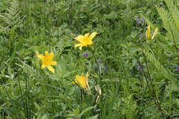 Image of Dumortier's daylily