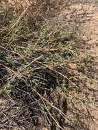 Image of Albuquerque prairie clover