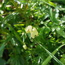 Image of Clematis aethusifolia Turcz.