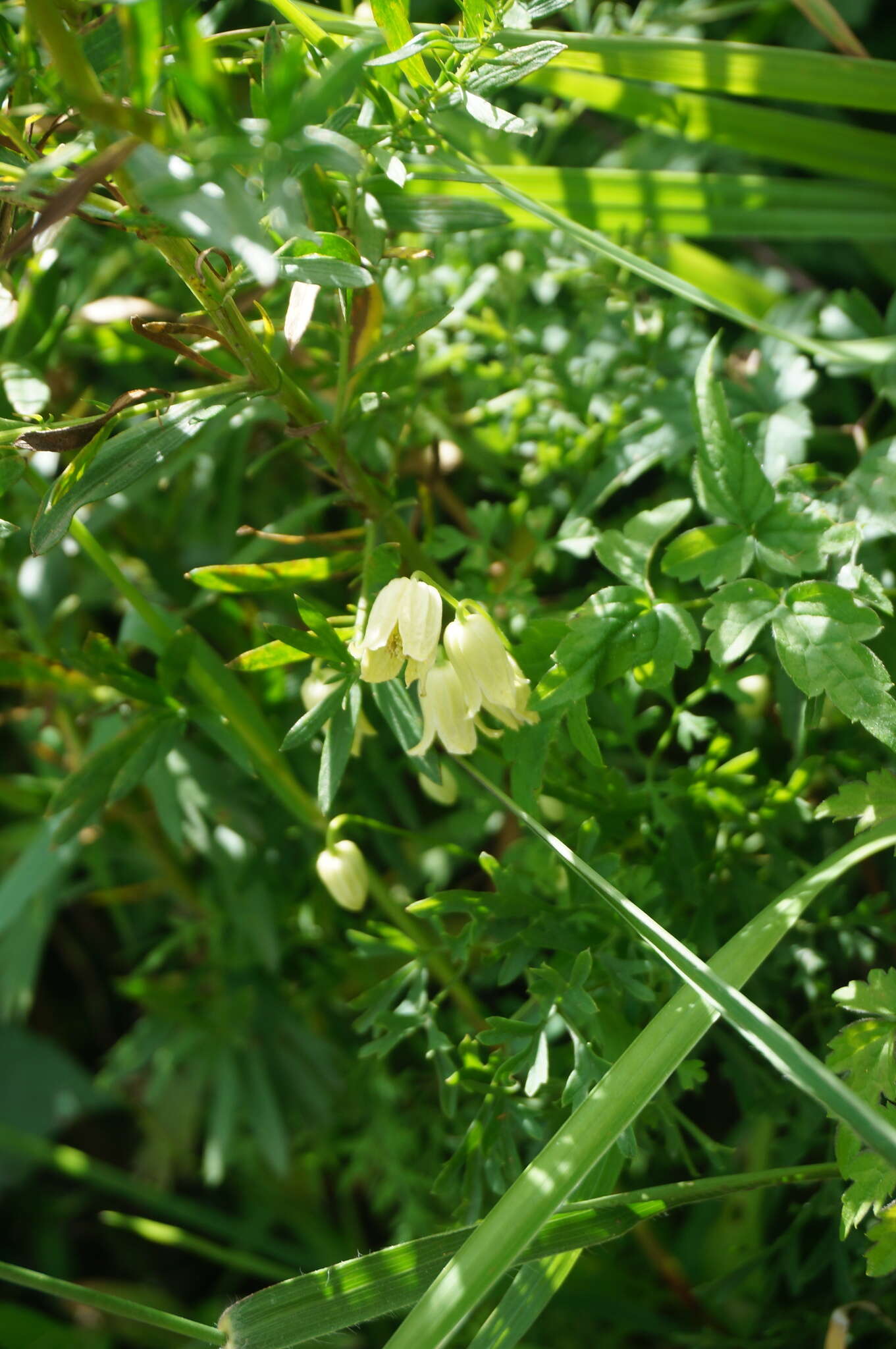 Imagem de Clematis aethusifolia Turcz.