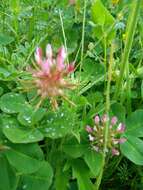 Imagem de Trifolium spumosum L.