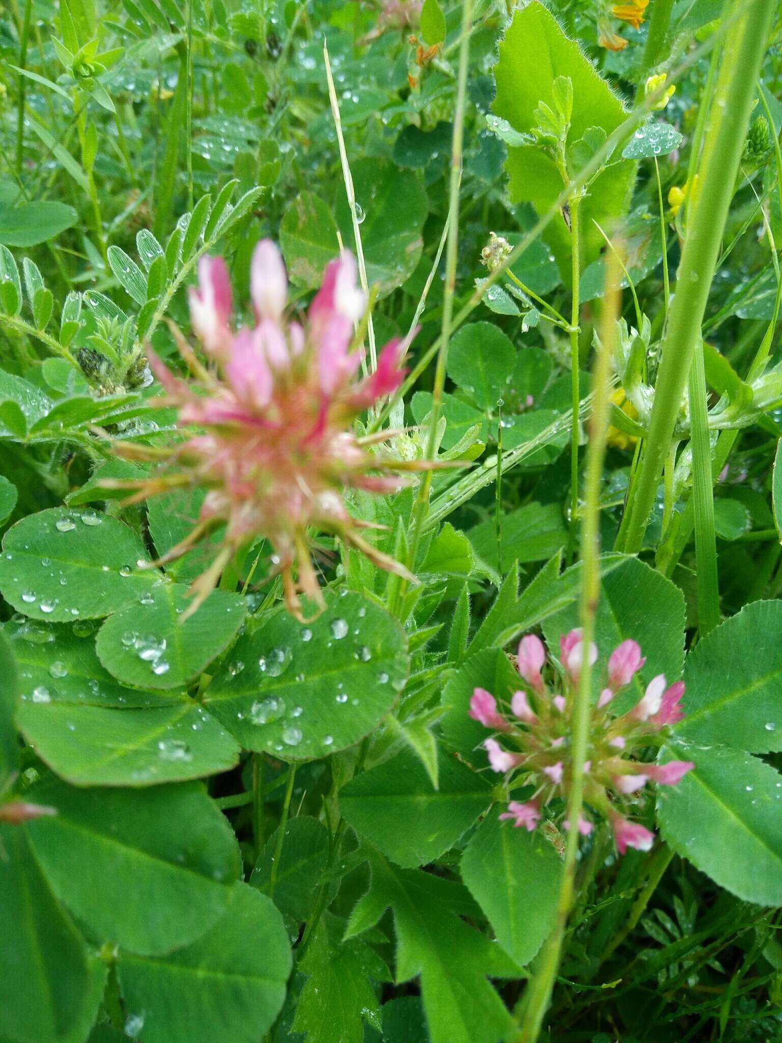 Image of Mediterranean clover