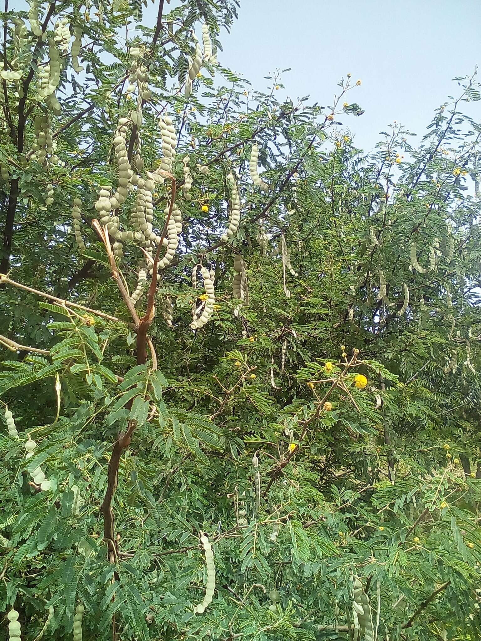 Sivun Vachellia nilotica subsp. adstringens (Schumach. & Thonn.) Kyal. & Boatwr. kuva