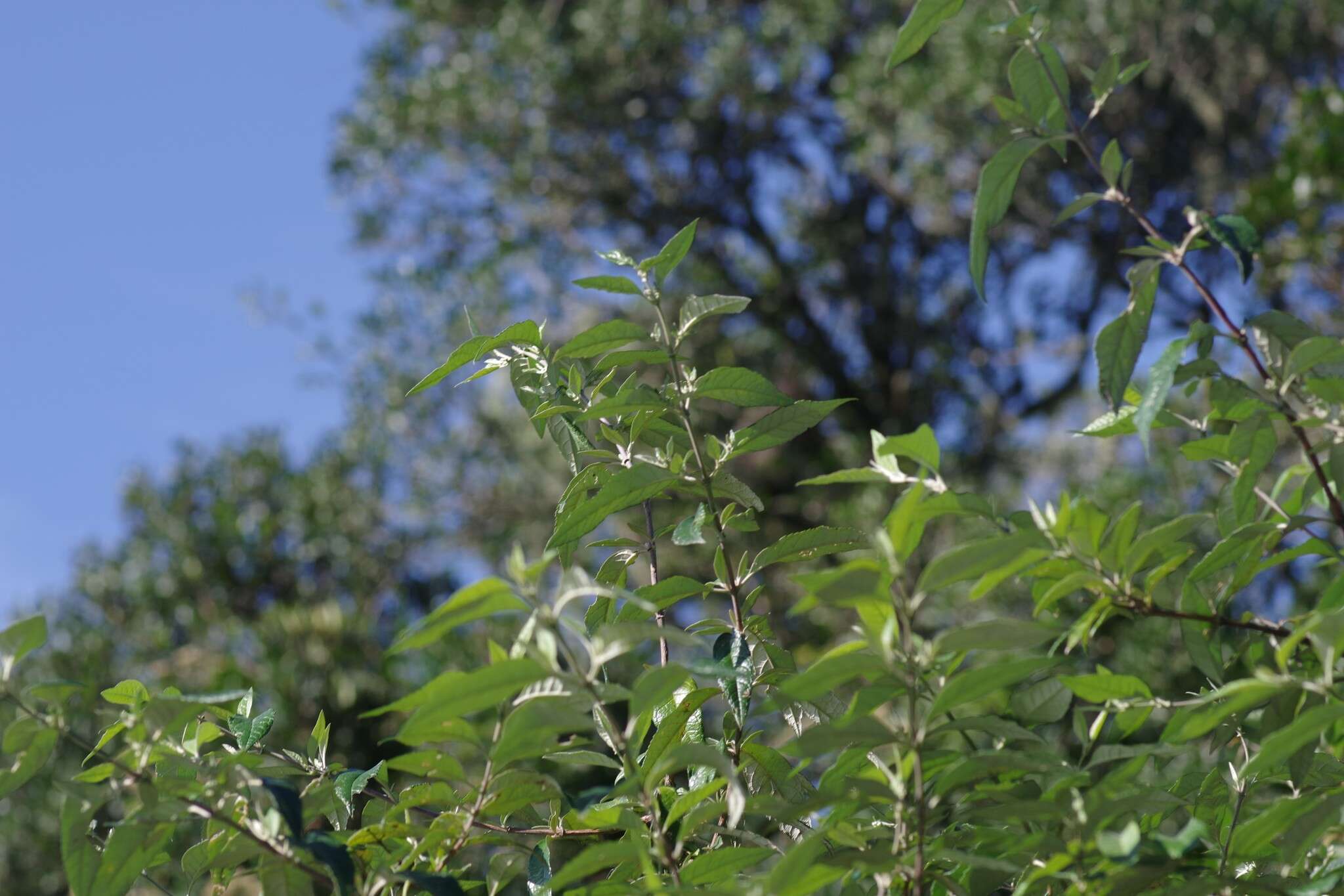 Image of Weeping sage