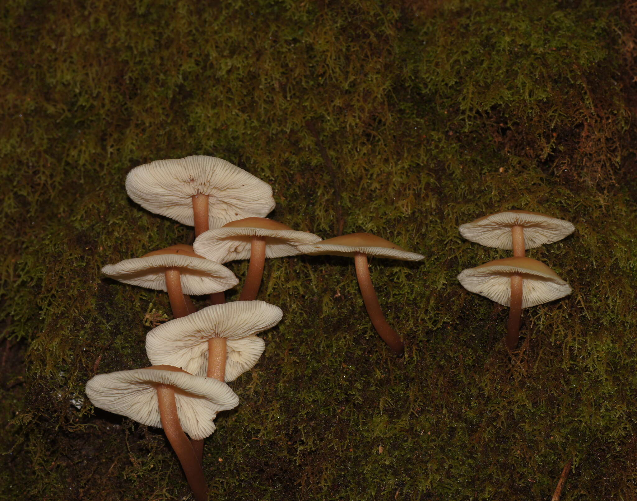 Image of Collybia eucalyptorum Cleland 1931