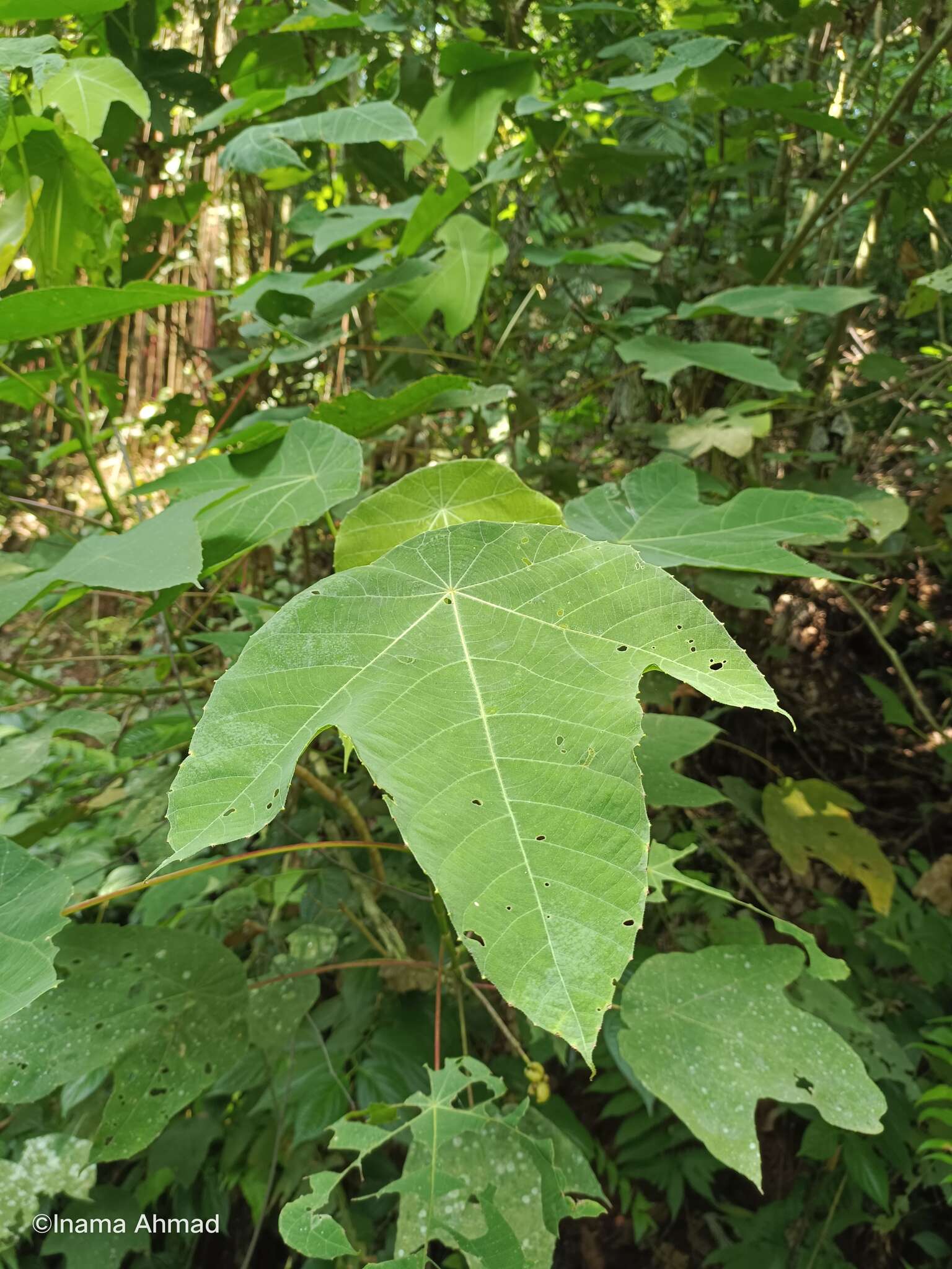 Image of Macaranga triloba (Thunb.) Müll. Arg.