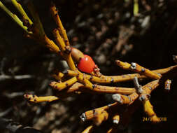 Image of Exocarpos bidwillii Hook. fil.