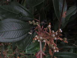 Image of Miconia stenostachya (Schrank & C. Martius) DC.