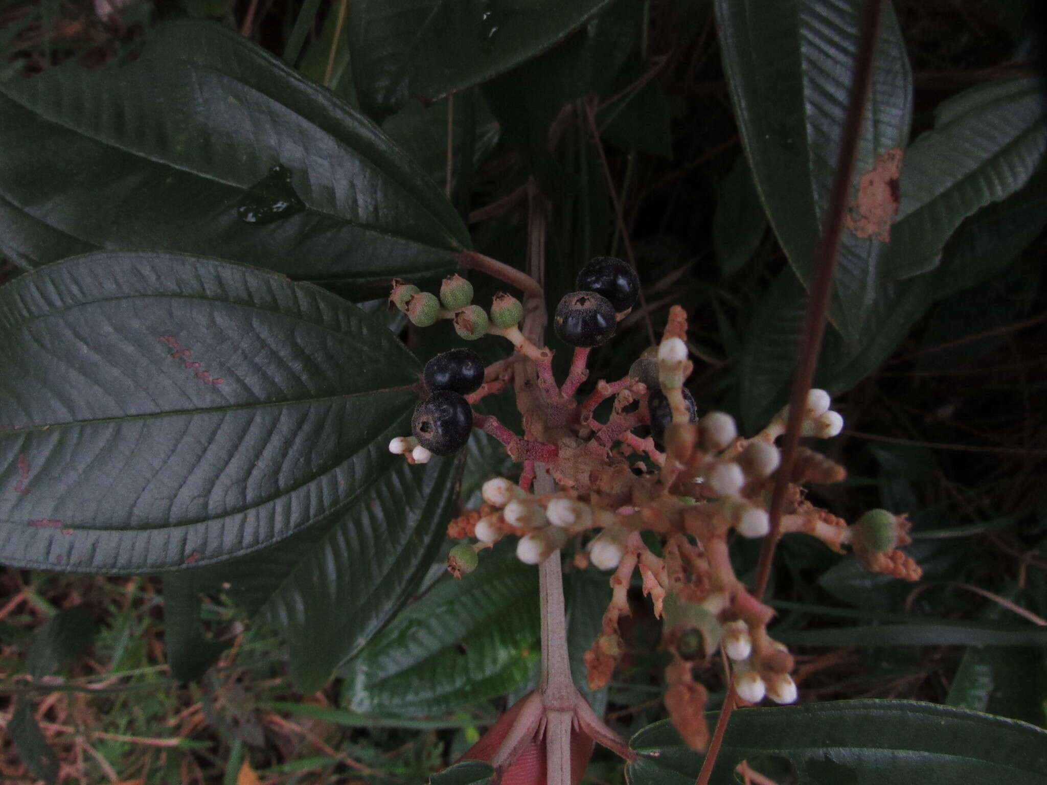 Image of Miconia stenostachya (Schrank & C. Martius) DC.