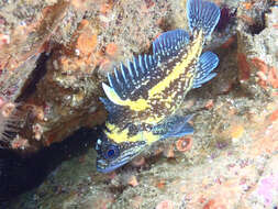 Image of China rockfish