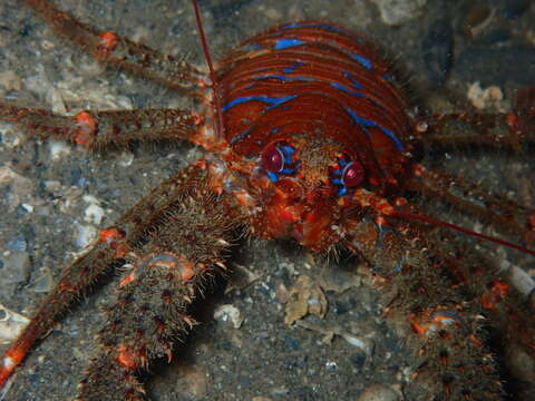 Image of spinous squad lobster