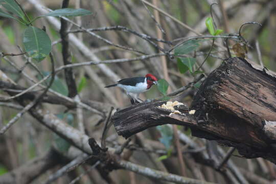 Image of Masked Cardinal