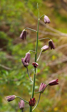 Image of Fritillaria persica L.