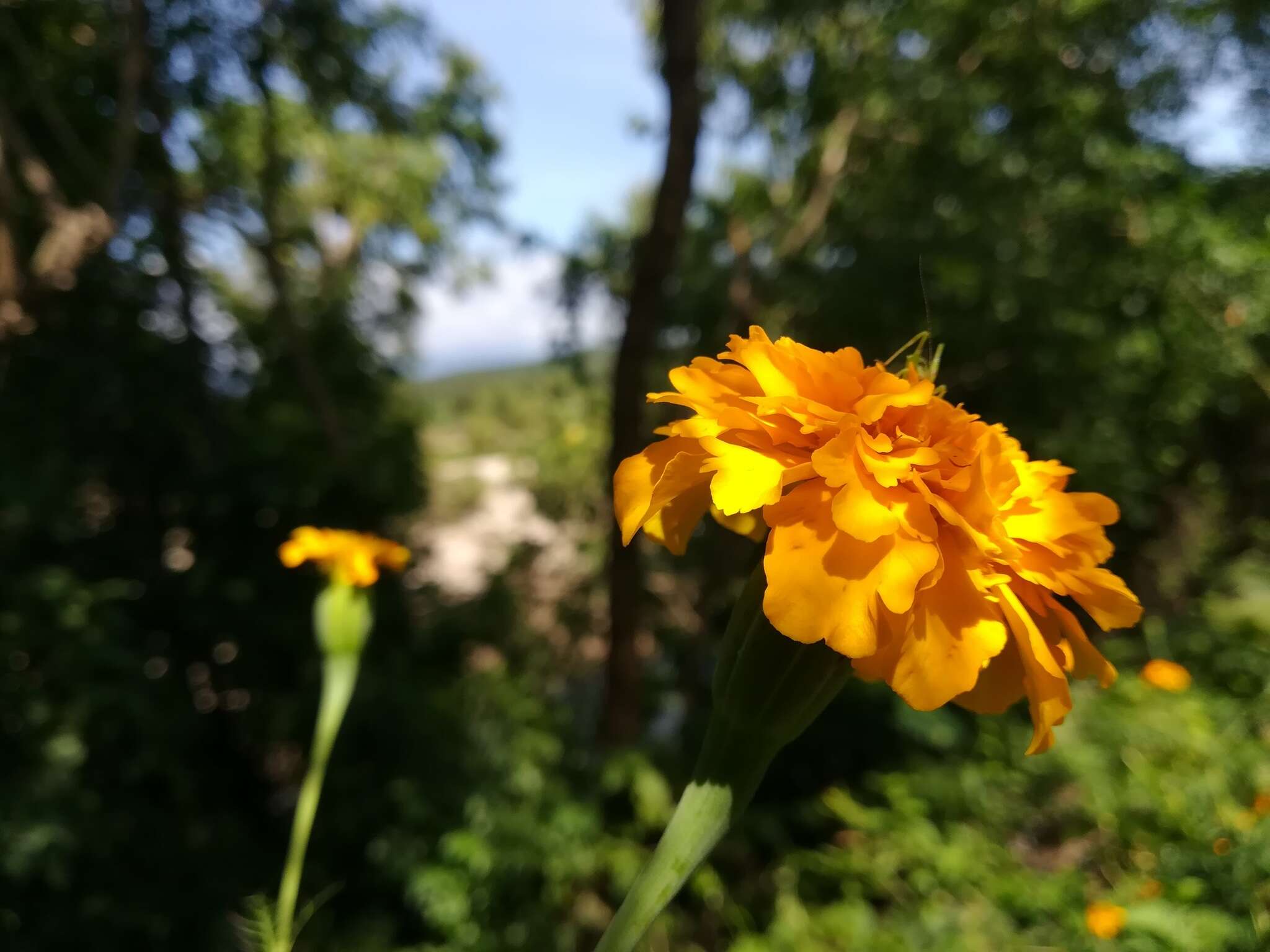 Imagem de Tagetes erecta L.