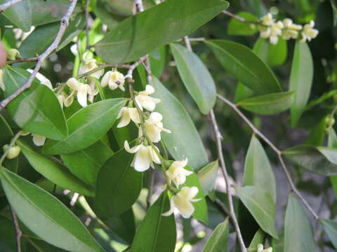 Oxandra lanceolata (Sw.) Baill. resmi