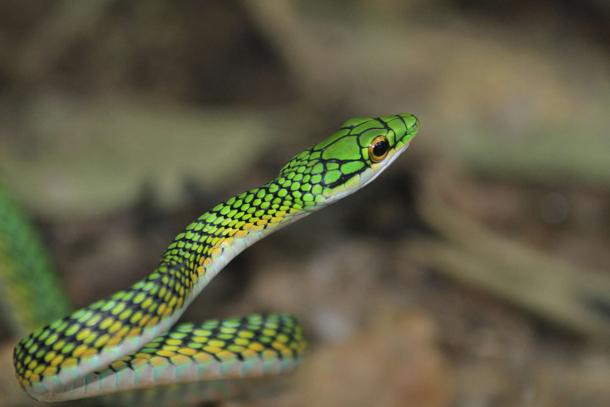 Image of Leptophis ahaetulla nigromarginatus (Günther 1866)