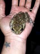 Image of Black-spotted Casque-headed Treefrog