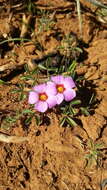 Image of Oxalis callosa Knuth