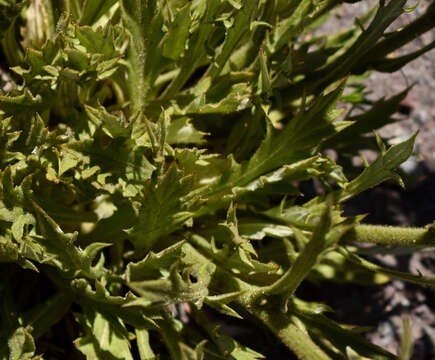 Image de Leucheria glacialis (Poepp.) Reiche