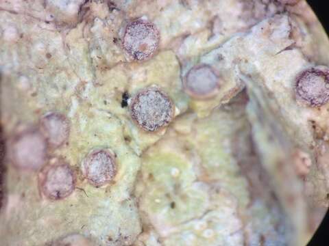 Image of loxospora lichen