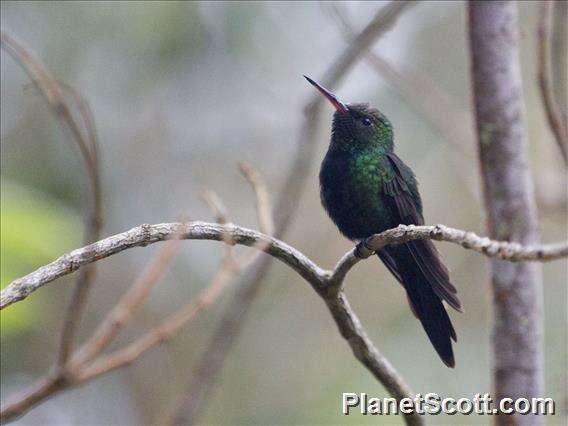 Image of Hispaniolan Emerald