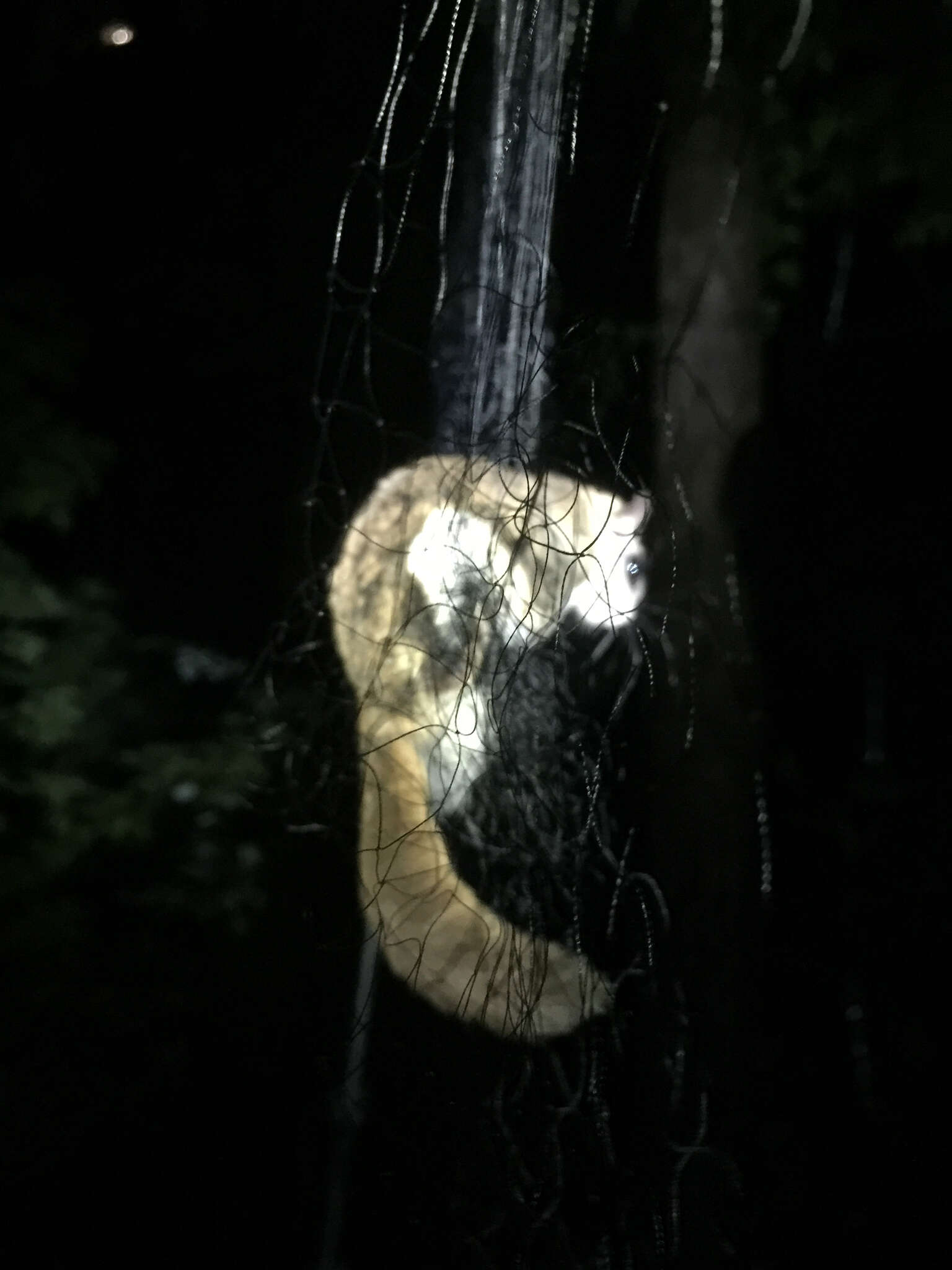 Image of Eastern Flying Squirrel