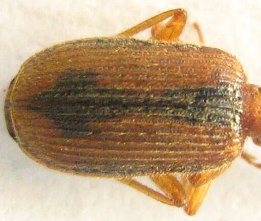 Слика од Drypta (Deserida) distincta (P. Rossi 1792)