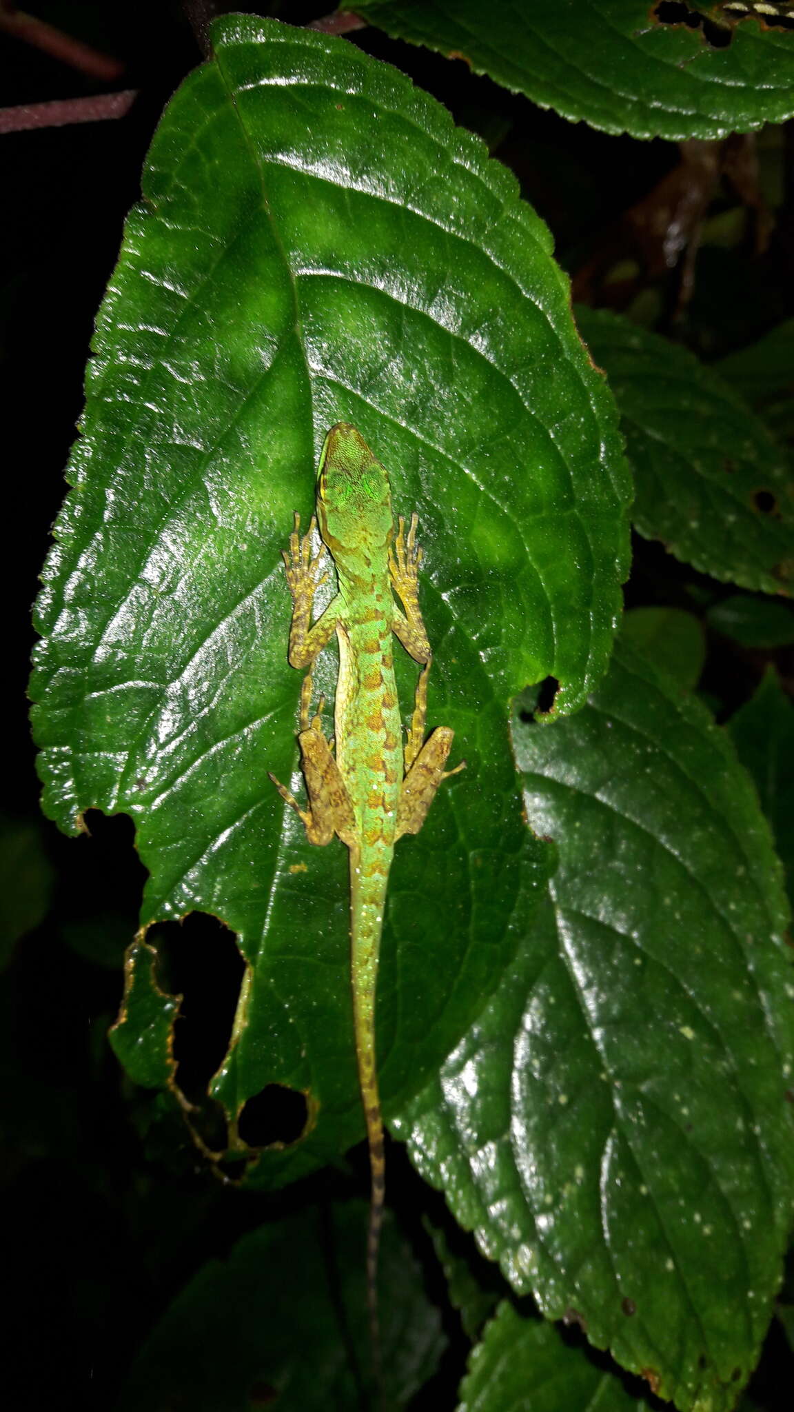 Sivun Anolis ventrimaculatus Boulenger 1911 kuva