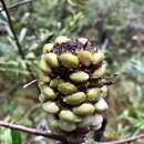 Image of Banksia canei J. H. Willis