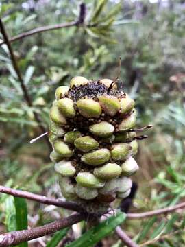 Image of Banksia canei J. H. Willis