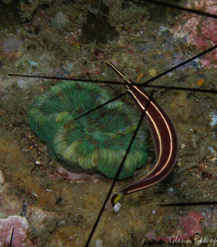 Image of Diademichthys