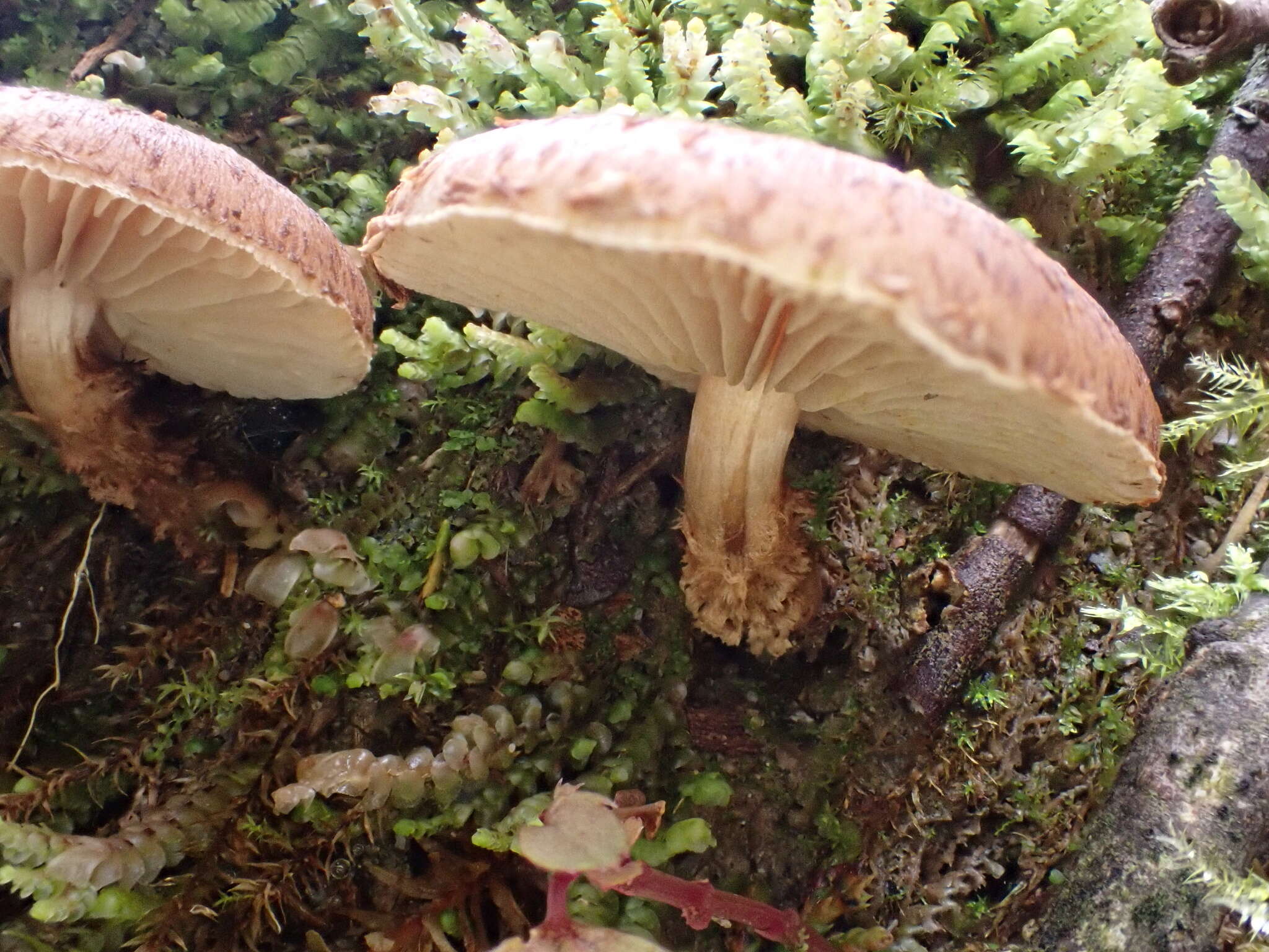 Plancia ëd Echinoderma calcicola (Knudsen) Bon 1991