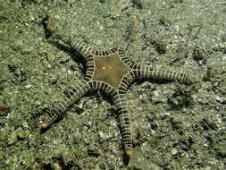 Image of Double Sea Star