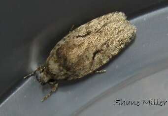 Image of Agonopterix curvilineella Beutenmüller 1889