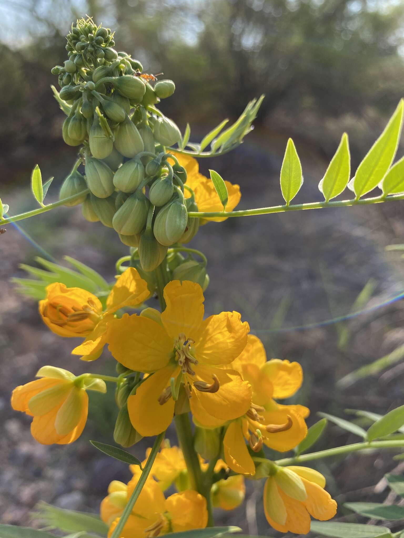 Senna hirsuta var. glaberrima (M. E. Jones) H. S. Irwin & Barneby resmi