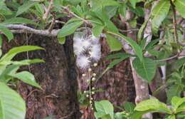 Слика од Barringtonia racemosa (L.) Spreng.