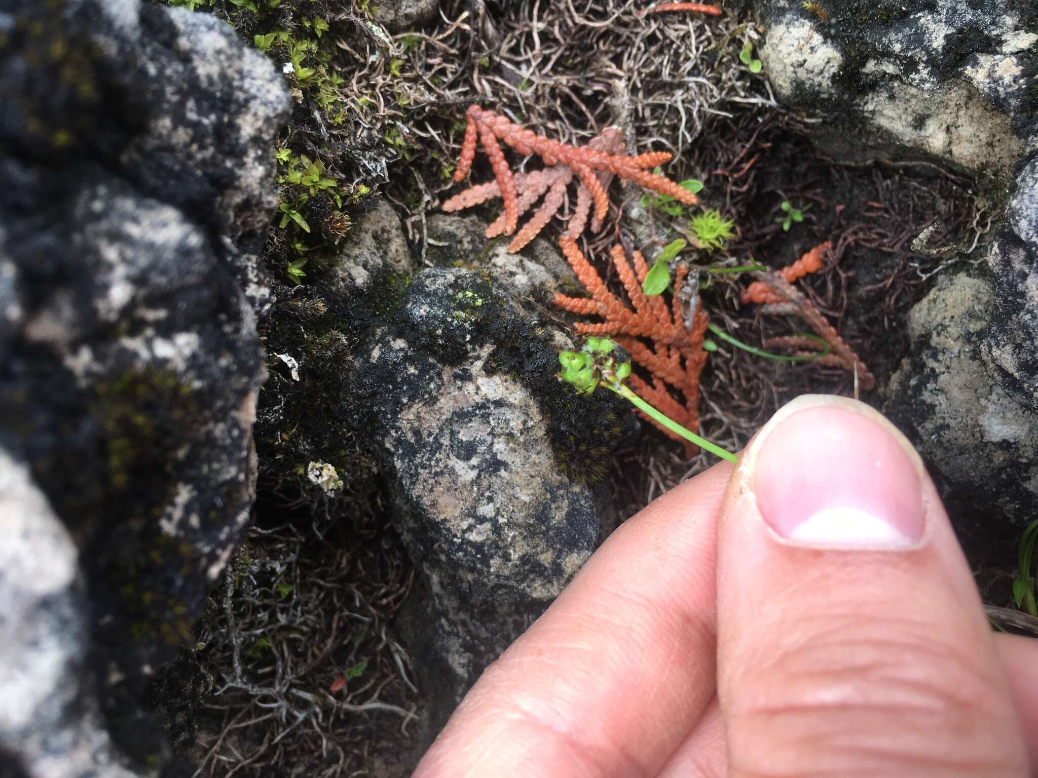 Image of low northern sedge