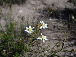 Image of Gutierrezia solbrigii Cabrera