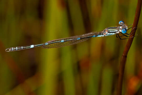 Image of Dune Ringtail