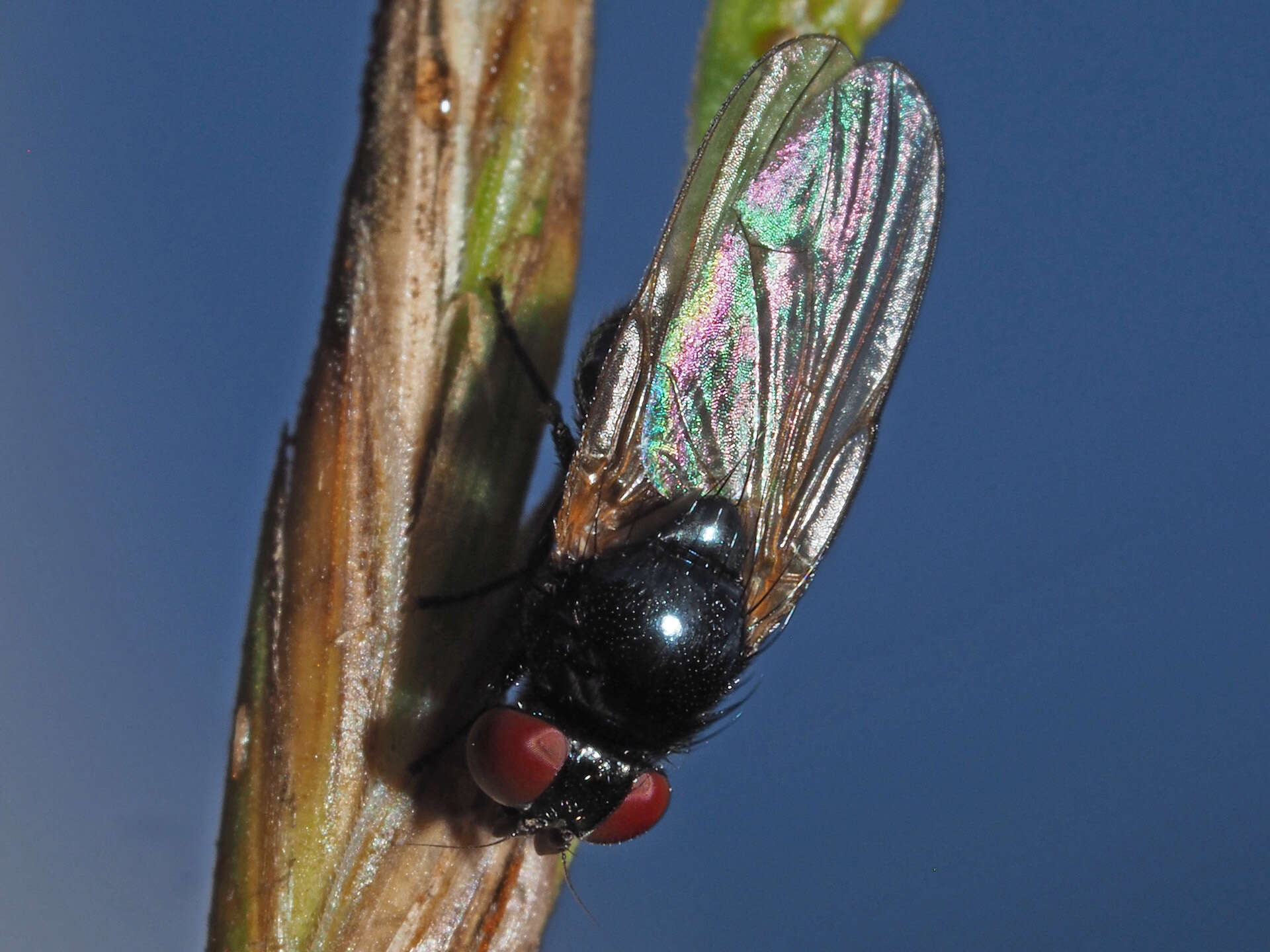 Image of Silba fumosa (Egger 1862)