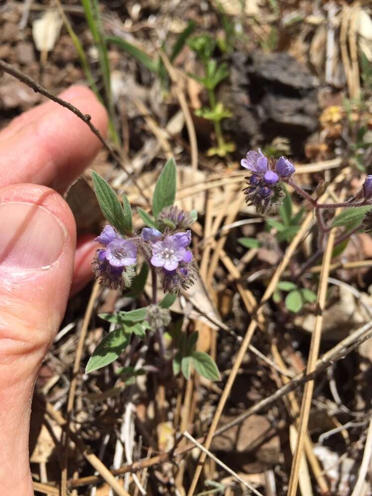 Imagem de Phacelia breweri A. Gray