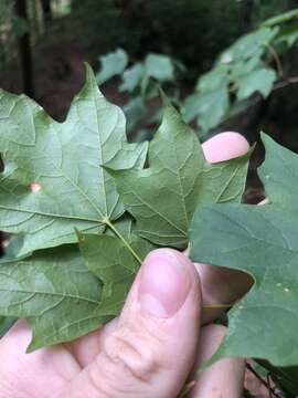 Image of chalk maple